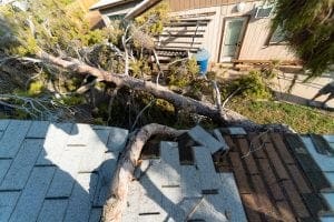 fallen tree major causes of roof damage