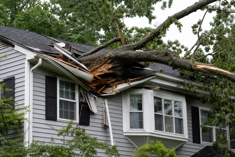 Thunderstorms in New Jersey: What To Do If a Tree Falls on Your Roof illustration
